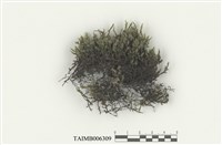 藏品(長毛砂苔)的圖片